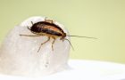 Reasons why cockroaches in your house should be treated by professionals